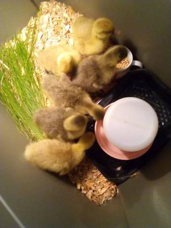 Goslings/DT's/Sebs/Buffs 1