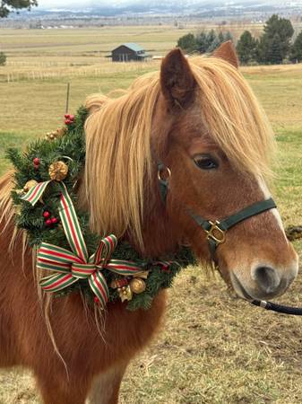Kids Pony - Experienced & Seasoned Gentle Pony 1