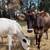 Jersey Heifer 5 thumbnail