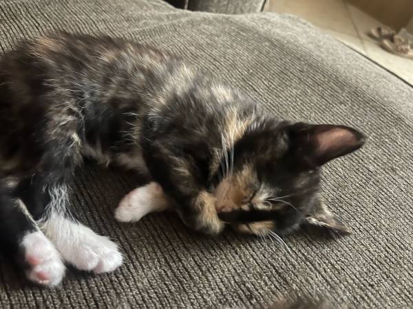 Kittens for sale (North Las Vegas)63860183727491123
