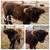 Midsize highland bulls 3 thumbnail