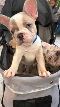 Frenchie rehoming (Plantation)63936141671170120