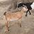 Nubian buckling 3 thumbnail
