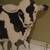 Painted Wooden Cow Art by Katherine Revoir (California) (1987) "Baby" 5 thumbnail