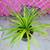 Spider Plant - all Green 1 thumbnail