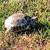 Male Russian Tortoise 1 thumbnail
