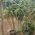 ALOE BAIENSEII ,DR SUSE tree & Dracaena Draco 11 5 thumbnail