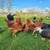 Young hens/Pullets:Amercauna, Easter Eggers, Chocolate Egger, Silkie 3 thumbnail