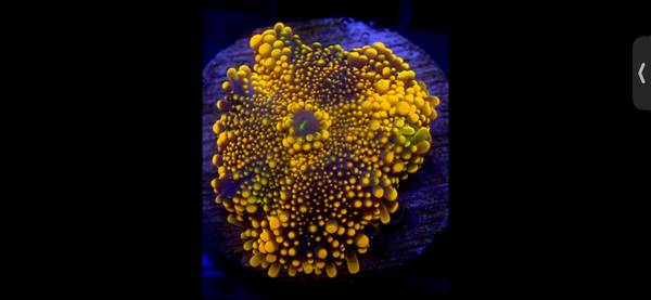 Orange purple Yuma mushroom coral frag 1