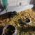 Guinea pigs 20.00 10 thumbnail