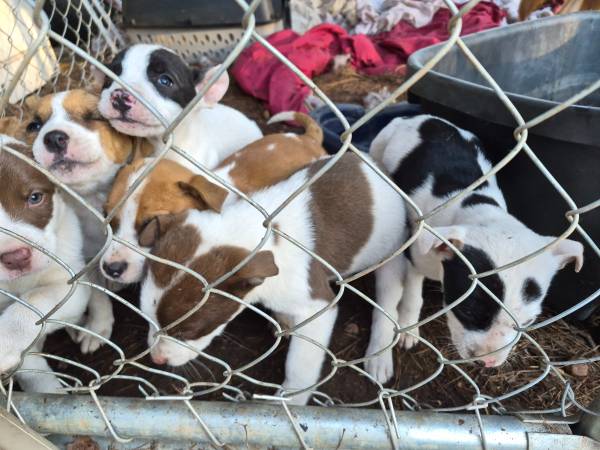 Puppies need homes 1