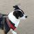 Reward for Return of my Female Dog 1 thumbnail