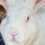 Rabbits New Zealand Rabbits 1 thumbnail