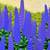 Alex Nizovsky - Pride Of Madeira 3 - Modern Landscape Painting 24"x36" 4 thumbnail