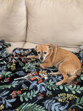 FOUND - BROWN CHIHUAHUA (GLENDALE)64144087986945120