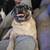 Remhoming pure breed pug 8 years old mild arthritis super couch potato 2 thumbnail