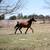 Broke, Trail ridden, Arabian Gelding 16 thumbnail