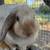 Holland Lop and Netherland Dwarf Rabbits 11 thumbnail