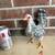 Serama cockerels/roosters 1 thumbnail
