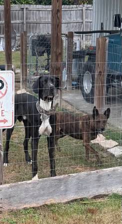 Great Dane, black mouth curr, American bulldogs63885277410435120