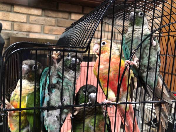Conures Bebé Verde Mejiilla Verde, Turquesa Brumosa, Piña y más (Ocala)63687883145857121