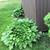 REDUCED END OF SEASON HOSTAS -Varigated & Solid 7 thumbnail