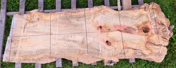 Boxelder (Manitoba Maple) 4" thick Slab #3