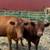 Dexters and Mini Herefords 2 thumbnail