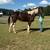 Gentle trail riding mare 3 thumbnail