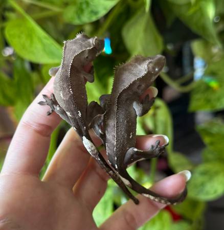 Axanthic Crested Geckos63952291077378120