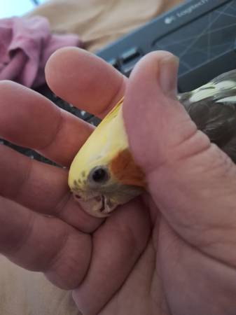 Cockatiels super tame and loving (Lakeside)63955993663747120