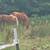 Reg Appy gelding 3 thumbnail