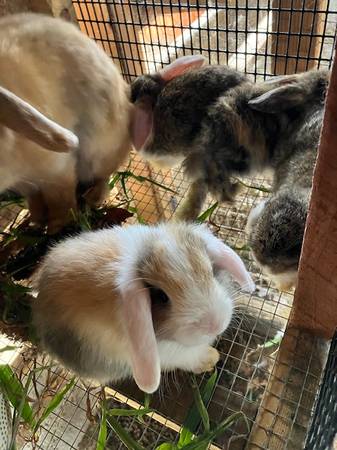 HollandLop Bunnies 1