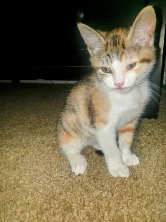 1 calico kitten left (Houston/ Memorial)63348370070019120