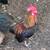 2 Bantam roosters available 1 thumbnail