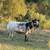 White Dexter Heifers and Bulls Sell or Trade 3 thumbnail