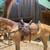 QH Mare 4 thumbnail
