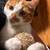 Female orange and white kitten 1 thumbnail
