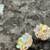 Aurora Borealis clip on earrings Vintage 1 thumbnail