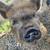 Kune Kune pigs 4 thumbnail