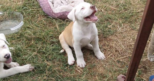 PUPPIES!! 9 weeks old XL pitbull & Bernese Mountain dog63681505659521120