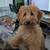 Rehoming 9 month old mini labradoodle 1 thumbnail