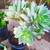 POPULAR SUCCULENTS 5 thumbnail