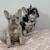 Merle French Bulldogs (females ) 7 thumbnail