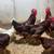 Pure Bred Rhode Island Red Roosters! 2 thumbnail