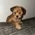 Yorkshire terrier x poodle puppy 4 thumbnail