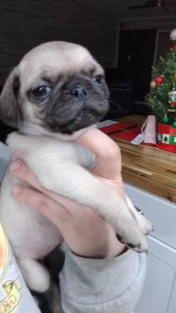 Pups to a good home 1