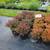 Crape Myrtle, Hydrangea, Barberries, Boxwoods, and more. $18.97 8 thumbnail
