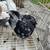 Pigeons 3 thumbnail
