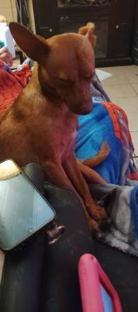Rehoming our pup (Gatesville Tx)63839345033347121